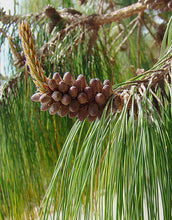 Load image into Gallery viewer, Mexican Weeping Pine | Small Tree Seedling | The Jonsteen Company