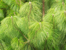 Load image into Gallery viewer, Mexican Weeping Pine | Small Tree Seedling | The Jonsteen Company
