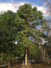 Load image into Gallery viewer, Mexican Weeping Pine | Small Tree Seedling | The Jonsteen Company