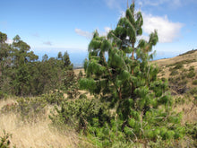 Load image into Gallery viewer, Mexican Weeping Pine | Small Tree Seedling | The Jonsteen Company