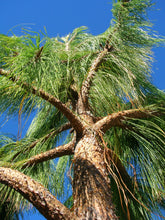 Load image into Gallery viewer, Mexican Weeping Pine | Small Tree Seedling | The Jonsteen Company