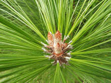 Load image into Gallery viewer, Mexican Weeping Pine | Small Tree Seedling | The Jonsteen Company