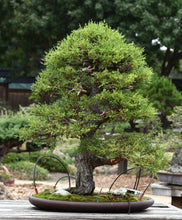 Load image into Gallery viewer, Monterey Cypress | Lot of 30 Tree Seedlings | The Jonsteen Company