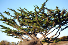 Load image into Gallery viewer, Monterey Cypress | Lot of 30 Tree Seedlings | The Jonsteen Company