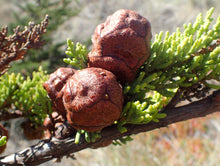 Load image into Gallery viewer, Monterey Cypress | Mini-Grow Kit | The Jonsteen Company