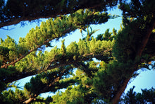 Load image into Gallery viewer, Monterey Cypress | Lot of 30 Tree Seedlings | The Jonsteen Company