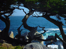 Load image into Gallery viewer, Monterey Cypress | Lot of 30 Tree Seedlings | The Jonsteen Company