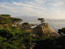Load image into Gallery viewer, Monterey Cypress | Lot of 30 Tree Seedlings | The Jonsteen Company