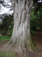 Load image into Gallery viewer, Monterey Cypress | Medium Tree Seedling | The Jonsteen Company