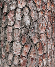 Load image into Gallery viewer, Monterey Pine | The Jonsteen Company