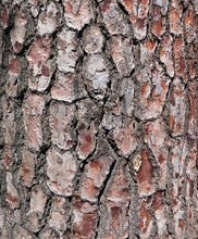 Load image into Gallery viewer, Monterey Pine | The Jonsteen Company