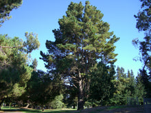 Load image into Gallery viewer, Monterey Pine | The Jonsteen Company