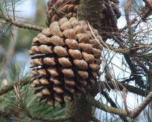 Load image into Gallery viewer, Monterey Pine | The Jonsteen Company
