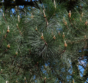 Monterey Pine | Mini-Grow Kit | The Jonsteen Company