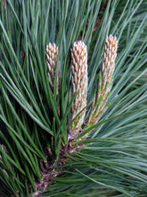Load image into Gallery viewer, Monterey Pine | The Jonsteen Company