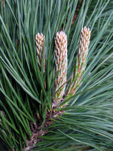 Load image into Gallery viewer, Monterey Pine | The Jonsteen Company