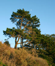 Load image into Gallery viewer, Monterey Pine | The Jonsteen Company