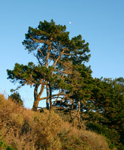 Load image into Gallery viewer, Monterey Pine | The Jonsteen Company