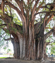 Load image into Gallery viewer, Montezuma Cypress | Medium Tree Seedling | The Jonsteen Company