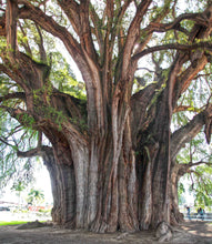 Load image into Gallery viewer, Montezuma Cypress | Small Tree Seedling | The Jonsteen Company