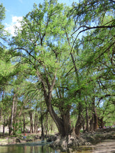 Load image into Gallery viewer, Montezuma Cypress | Nursery Lot of 30 Tree Seedlings | The Jonsteen Company