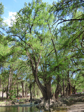 Load image into Gallery viewer, Montezuma Cypress | Mini-Grow Kit