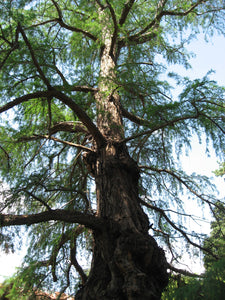 Montezuma Cypress | Small Tree Seedling | The Jonsteen Company