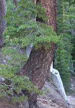Load image into Gallery viewer, Mountain Hemlock | Medium Tree Seedling | The Jonsteen Company