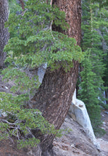 Load image into Gallery viewer, Mountain Hemlock | Small Tree Seedling | The Jonsteen Company