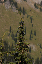 Load image into Gallery viewer, Mountain Hemlock | Medium Tree Seedling | The Jonsteen Company