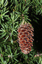 Load image into Gallery viewer, Mountain Hemlock | Medium Tree Seedling | The Jonsteen Company