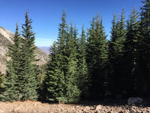 Load image into Gallery viewer, Mountain Hemlock | Medium Tree Seedling | The Jonsteen Company