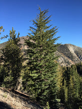Load image into Gallery viewer, Mountain Hemlock | Medium Tree Seedling | The Jonsteen Company