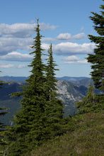 Load image into Gallery viewer, Mountain Hemlock | Medium Tree Seedling | The Jonsteen Company