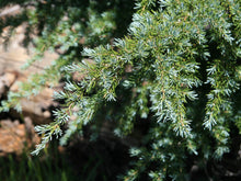 Load image into Gallery viewer, Mountain Hemlock | Small Tree Seedling | The Jonsteen Company