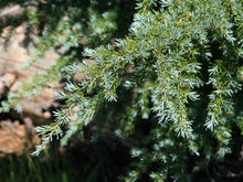 Load image into Gallery viewer, Mountain Hemlock | Medium Tree Seedling | The Jonsteen Company