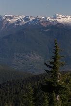 Load image into Gallery viewer, Mountain Hemlock | Small Tree Seedling | The Jonsteen Company