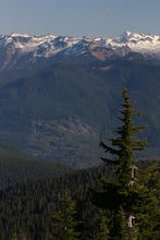Load image into Gallery viewer, Mountain Hemlock | Medium Tree Seedling | The Jonsteen Company