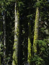 Load image into Gallery viewer, Mountain Hemlock | Small Tree Seedling | The Jonsteen Company