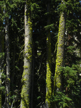 Load image into Gallery viewer, Mountain Hemlock | Medium Tree Seedling | The Jonsteen Company