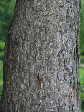Load image into Gallery viewer, Mugo Pine | Small Tree Seedling | The Jonsteen Company