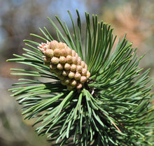 Load image into Gallery viewer, Mugo Pine | Small Tree Seedling | The Jonsteen Company