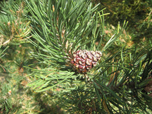 Load image into Gallery viewer, Mugo Pine | Small Tree Seedling | The Jonsteen Company
