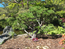 Load image into Gallery viewer, Mugo Pine | Small Tree Seedling | The Jonsteen Company