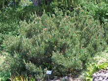 Load image into Gallery viewer, Mugo Pine | Small Tree Seedling | The Jonsteen Company