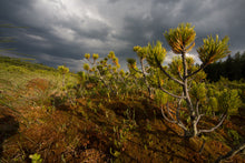 Load image into Gallery viewer, Mugo Pine | Medium Tree Seedling | The Jonsteen Company