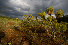 Load image into Gallery viewer, Mugo Pine | Small Tree Seedling | The Jonsteen Company