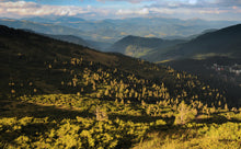 Load image into Gallery viewer, Mugo Pine | Small Tree Seedling | The Jonsteen Company