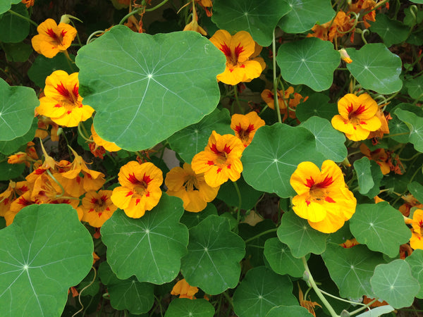 Nasturtium | Flower Seed Grow Kit | The Jonsteen Company