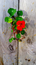 Load image into Gallery viewer, Nasturtium | Flower Seed Grow Kit | The Jonsteen Company